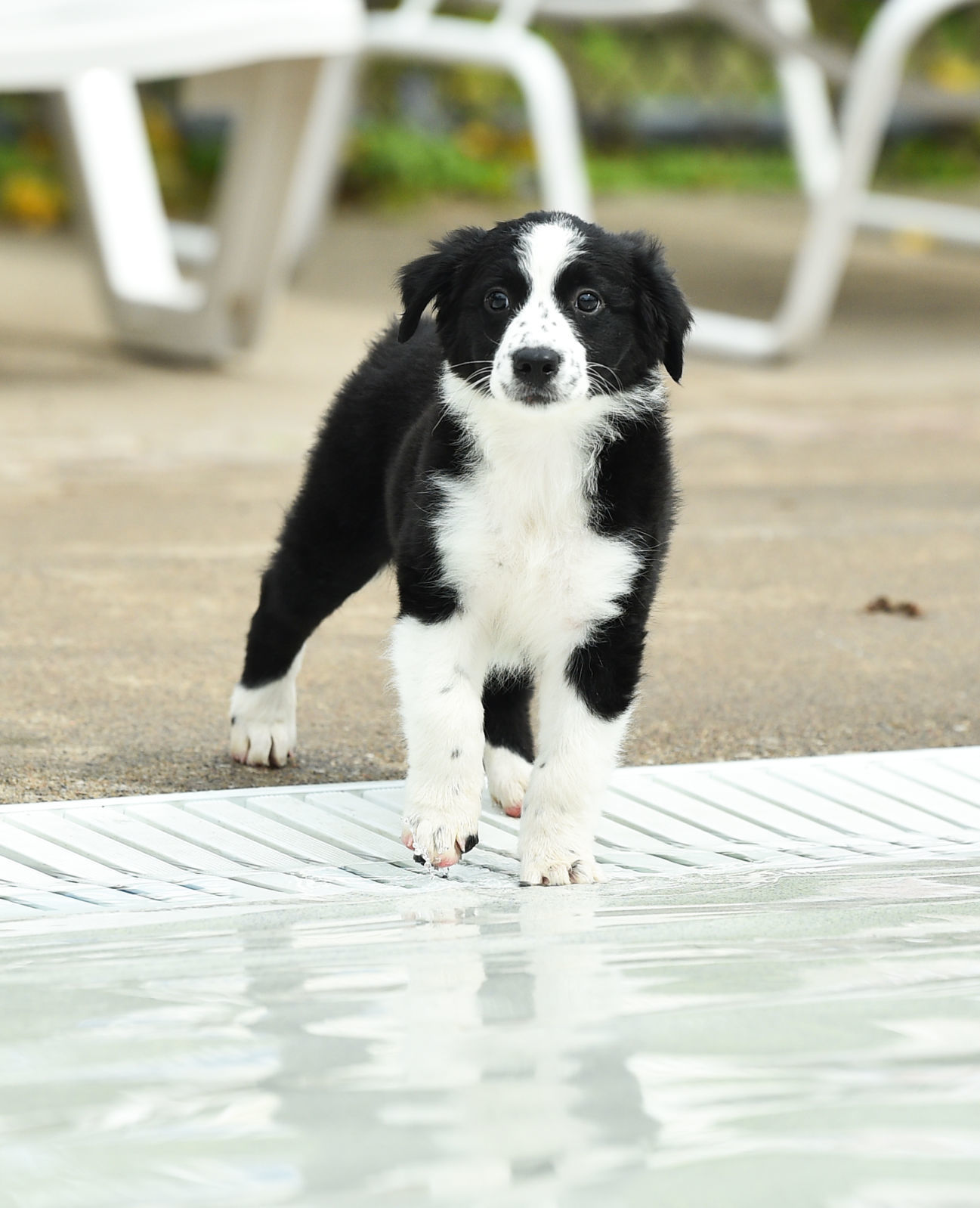 082919-bet-doggysplash-047a.JPG